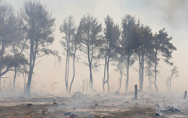 Turcia, împărțită între incendii de vegetaţie și ninsori