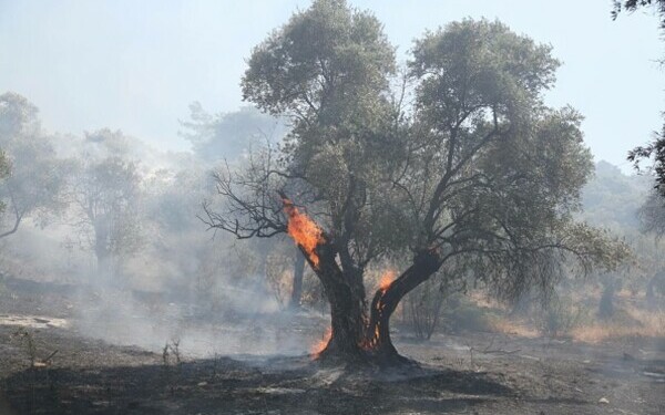 Turcia, împărțită între incendii de vegetaţie și ninsori