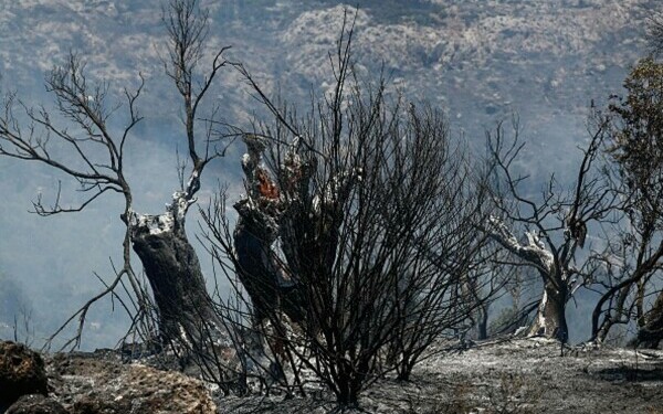 incendii vegetatie atena