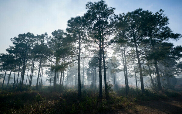 Incendii violente în SUA