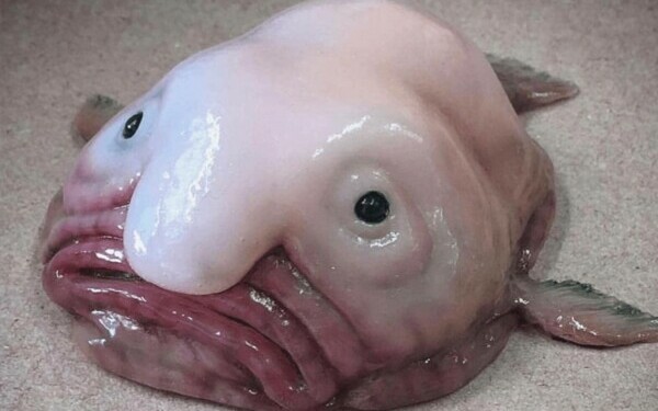 blobfish