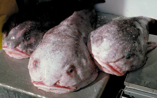 blobfish