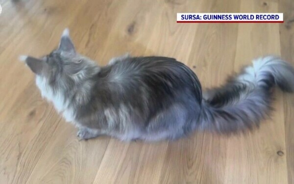 Pugsley, motan, pisica