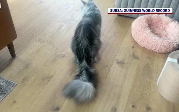 Pugsley, motan, pisica