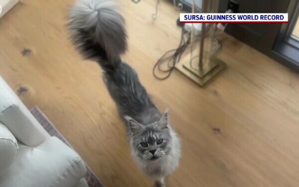 Pugsley, motan, pisica