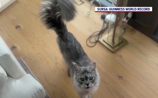 Pugsley, motan, pisica