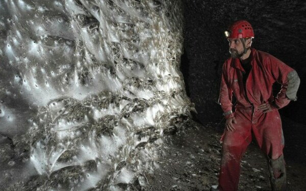 cea mai mare panza de paianjen