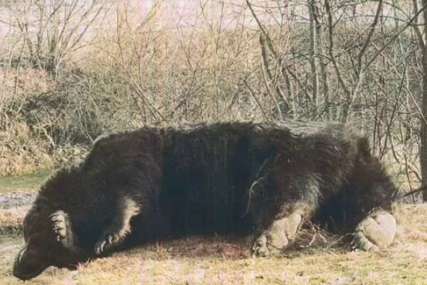 Anchete după uciderea ursului Arthur. Câte zile pe an muncește prințul acuzat de braconaj în România