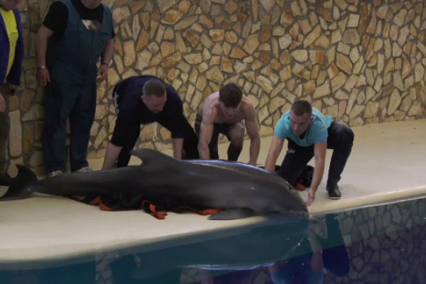 Patru delfini și trei lei de mare din Ucraina au ajuns la Constanța, după un drum de aproape 10 ore
