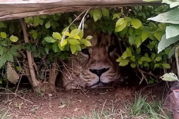 Câțiva localnici au alertat autoritățile după ce au văzut un leu într-un gard viu. Ce era de fapt