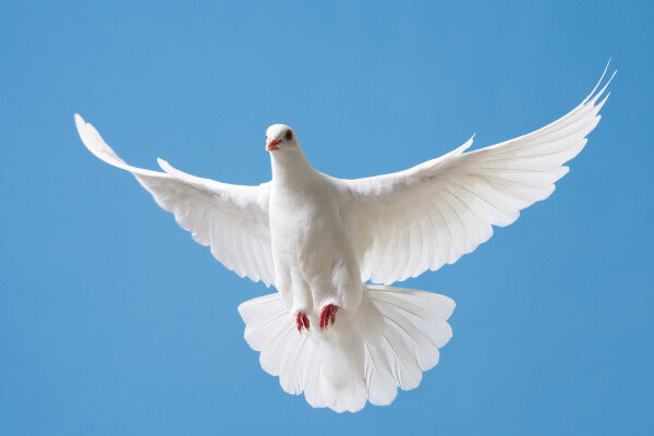 Record mondial: Un porumbel voiajor de viteză din Belgia, vândut cu 1,6 milioane de euro la o licitație online