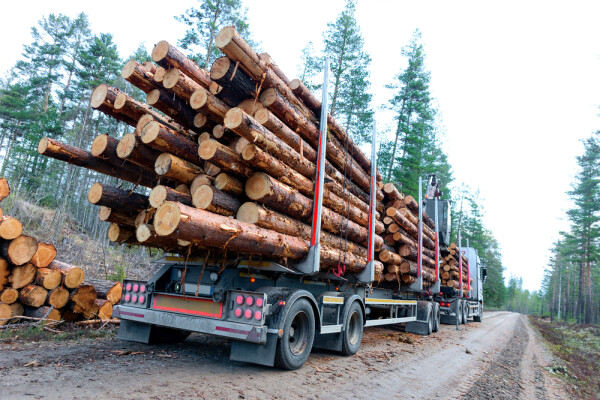 iLikeIT. Cum putem verifica dacă un transport de lemne este legal