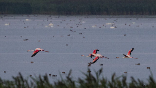 Aparitie foarte rara in Romania. Patru pasari flamingo au fost fotografiate pe un lac, spre bucuria ornitologilor. FOTO - Imaginea 1