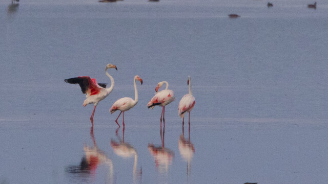Aparitie foarte rara in Romania. Patru pasari flamingo au fost fotografiate pe un lac, spre bucuria ornitologilor. FOTO - Imaginea 2