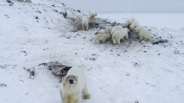 Invazie de urși polari într-o localitate din Rusia. Toate evenimentele au fost anulate - Imaginea 1