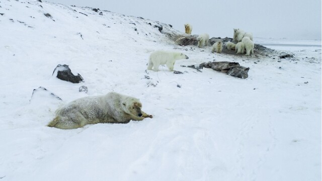 Invazie de urși polari într-o localitate din Rusia. Toate evenimentele au fost anulate - Imaginea 2