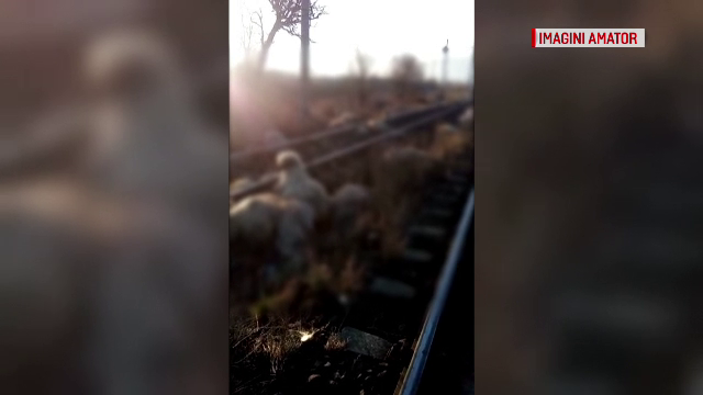 Masacru în Brașov. Peste 60 de oi au fost ucise într-un accident feroviar - Imaginea 2