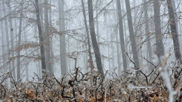 GALERIE FOTO. Cum arată o pădure după ce a căzut peste ea ”ploaia înghețată” - Imaginea 12