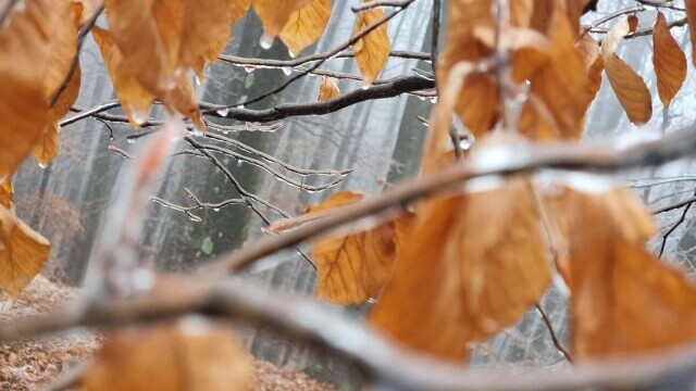 GALERIE FOTO. Cum arată o pădure după ce a căzut peste ea ”ploaia înghețată” - Imaginea 9