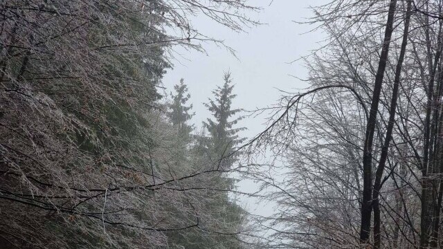 GALERIE FOTO. Cum arată o pădure după ce a căzut peste ea ”ploaia înghețată” - Imaginea 8