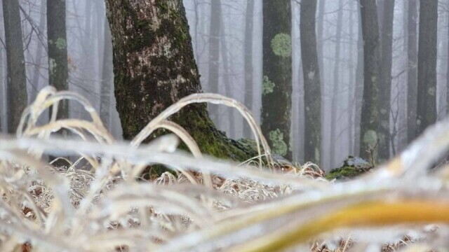 GALERIE FOTO. Cum arată o pădure după ce a căzut peste ea ”ploaia înghețată” - Imaginea 7