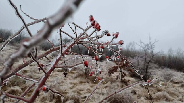 GALERIE FOTO. Cum arată o pădure după ce a căzut peste ea ”ploaia înghețată” - Imaginea 4