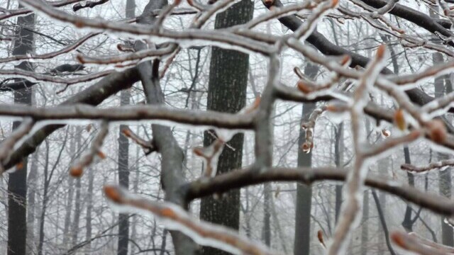 GALERIE FOTO. Cum arată o pădure după ce a căzut peste ea ”ploaia înghețată” - Imaginea 3