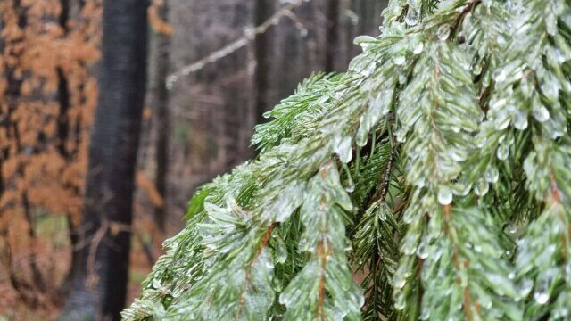 GALERIE FOTO. Cum arată o pădure după ce a căzut peste ea ”ploaia înghețată” - Imaginea 2