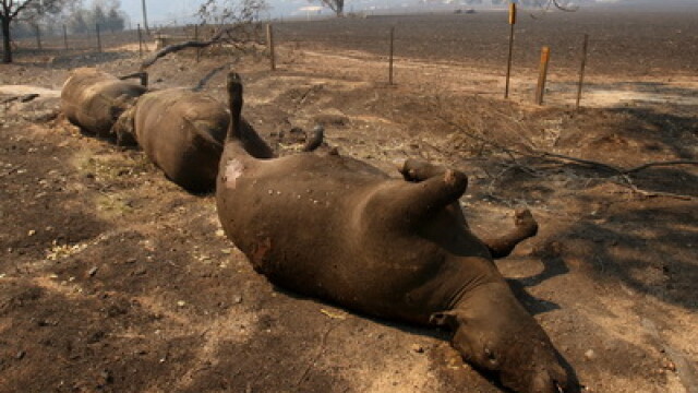 Peste un milion de animale si-au pierdut viata in incendiile din Australia - Imaginea 4