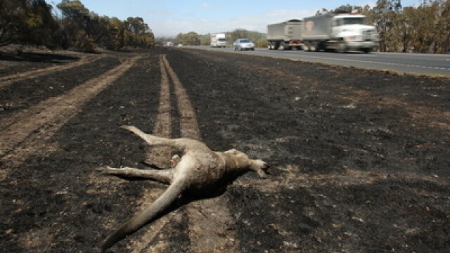 Peste un milion de animale si-au pierdut viata in incendiile din Australia - Imaginea 2