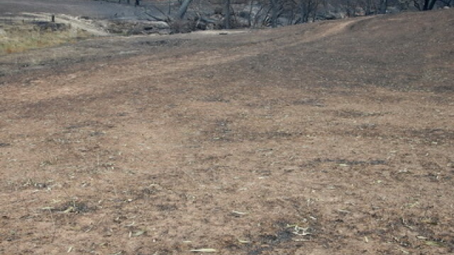 Peste un milion de animale si-au pierdut viata in incendiile din Australia - Imaginea 3