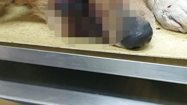 O cățelușă a fost mutilată în Satu Mare după ce o persoană i-a băgat o petardă în gură - Imaginea 4