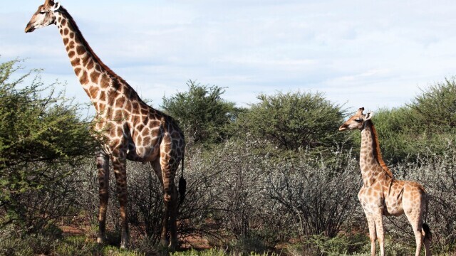 Oamenii de știință au descoperit cu uimire două girafe pitice, în Africa. FOTO - Imaginea 1