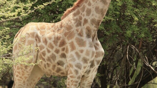 Oamenii de știință au descoperit cu uimire două girafe pitice, în Africa. FOTO - Imaginea 2