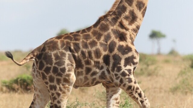 Oamenii de știință au descoperit cu uimire două girafe pitice, în Africa. FOTO - Imaginea 4