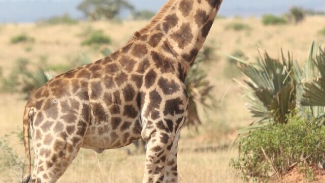 Oamenii de știință au descoperit cu uimire două girafe pitice, în Africa. FOTO - Imaginea 5