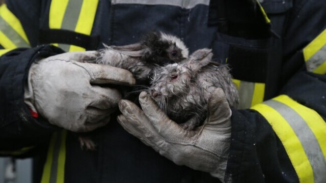 FOTO. Pompierii bucureșteni au salvat doi iepuri dintr-un incendiu izbucnit într-un bloc - Imaginea 1