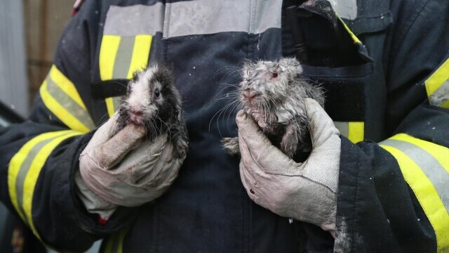 FOTO. Pompierii bucureșteni au salvat doi iepuri dintr-un incendiu izbucnit într-un bloc - Imaginea 3