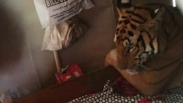 Un tigru fugit din calea inundaţiilor a fost descoperit relaxându-se în patul unei case - Imaginea 1