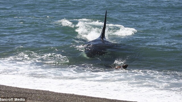 IMAGINI UIMITOARE: Pui de foca atacat de o balena ucigasa! - Imaginea 1