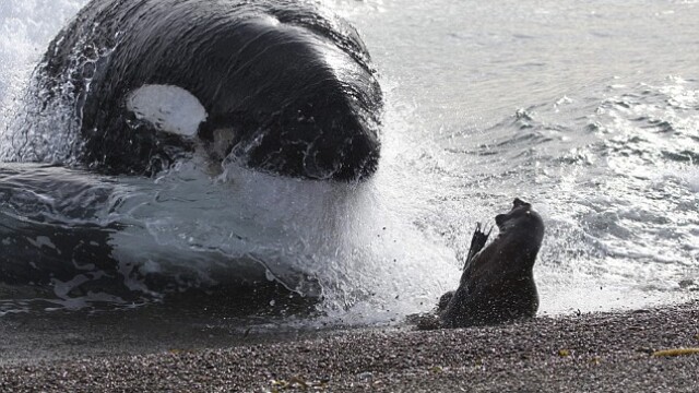 IMAGINI UIMITOARE: Pui de foca atacat de o balena ucigasa! - Imaginea 2