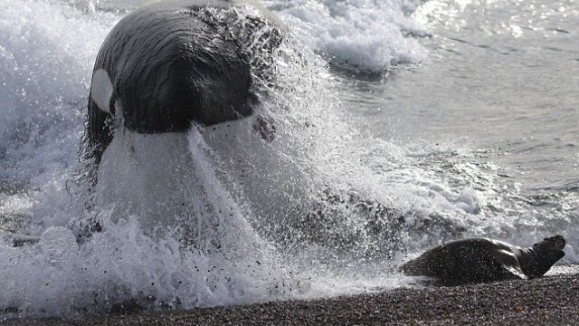 IMAGINI UIMITOARE: Pui de foca atacat de o balena ucigasa! - Imaginea 4