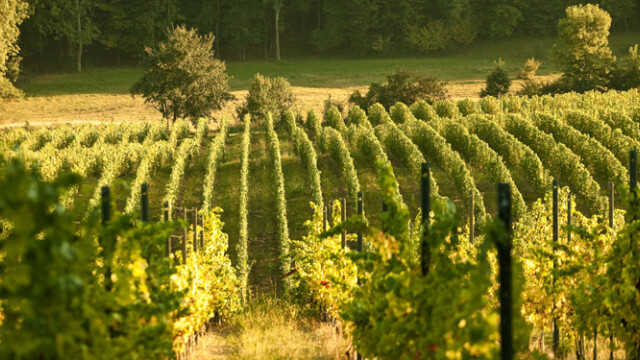 GHIDUL unei vacante printre viile din Romania. De ce cred somelierii ca ne putem compara cu vinurile de Bordeaux. FOTO - Imaginea 27
