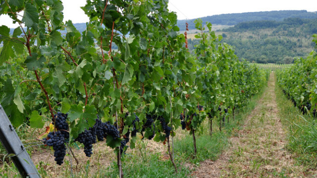 GHIDUL unei vacante printre viile din Romania. De ce cred somelierii ca ne putem compara cu vinurile de Bordeaux. FOTO - Imaginea 26
