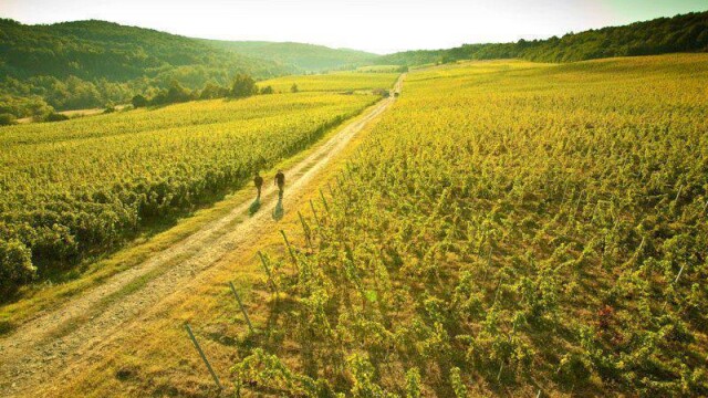 GHIDUL unei vacante printre viile din Romania. De ce cred somelierii ca ne putem compara cu vinurile de Bordeaux. FOTO - Imaginea 24