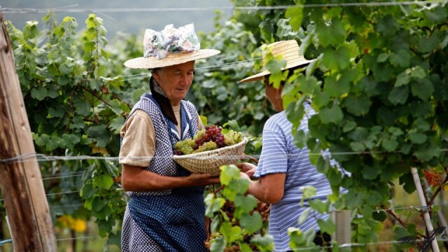 GHIDUL unei vacante printre viile din Romania. De ce cred somelierii ca ne putem compara cu vinurile de Bordeaux. FOTO - Imaginea 16