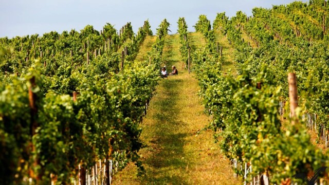 GHIDUL unei vacante printre viile din Romania. De ce cred somelierii ca ne putem compara cu vinurile de Bordeaux. FOTO - Imaginea 14
