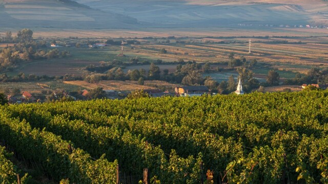 GHIDUL unei vacante printre viile din Romania. De ce cred somelierii ca ne putem compara cu vinurile de Bordeaux. FOTO - Imaginea 12