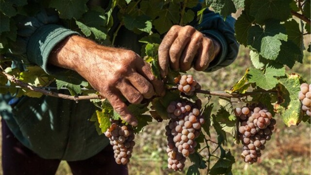 GHIDUL unei vacante printre viile din Romania. De ce cred somelierii ca ne putem compara cu vinurile de Bordeaux. FOTO - Imaginea 11