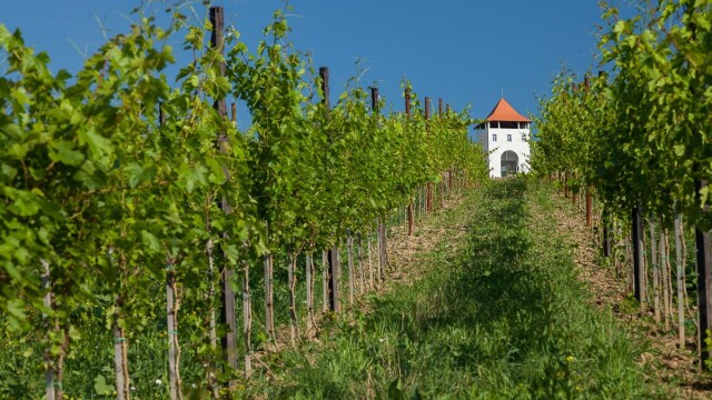 GHIDUL unei vacante printre viile din Romania. De ce cred somelierii ca ne putem compara cu vinurile de Bordeaux. FOTO - Imaginea 10